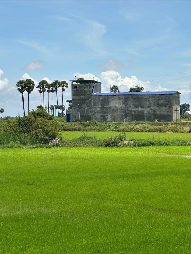 稻田旁燕屋建築的真實環境照片