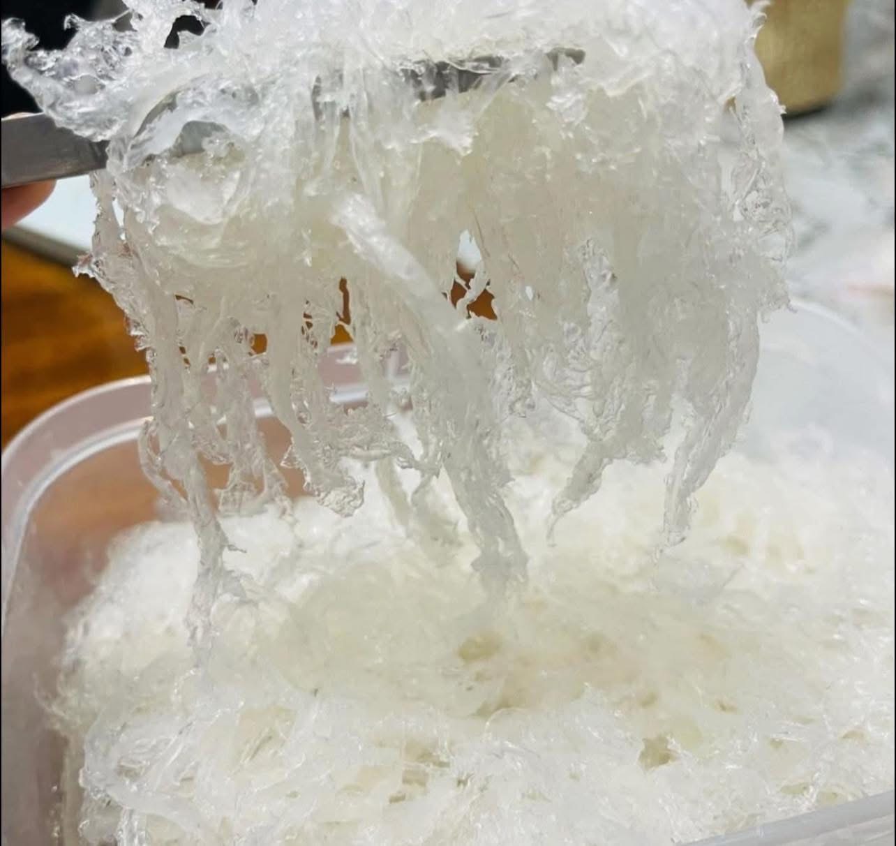 夾起燉煮後燕窩，呈現晶透燕絲質地